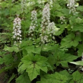 Tiarella ANGEL WINGS