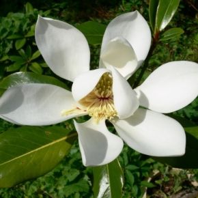 Magnolia grandiflora KAY PARRIS