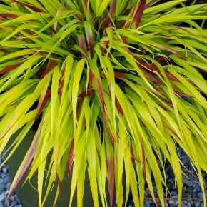 Trawa bambusowa HAKONECHLOA smukła SUNFLARE